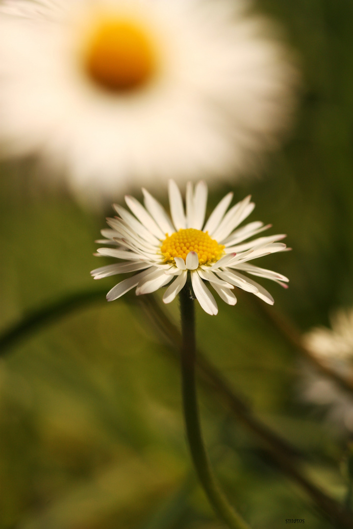 In Deinem Schatten