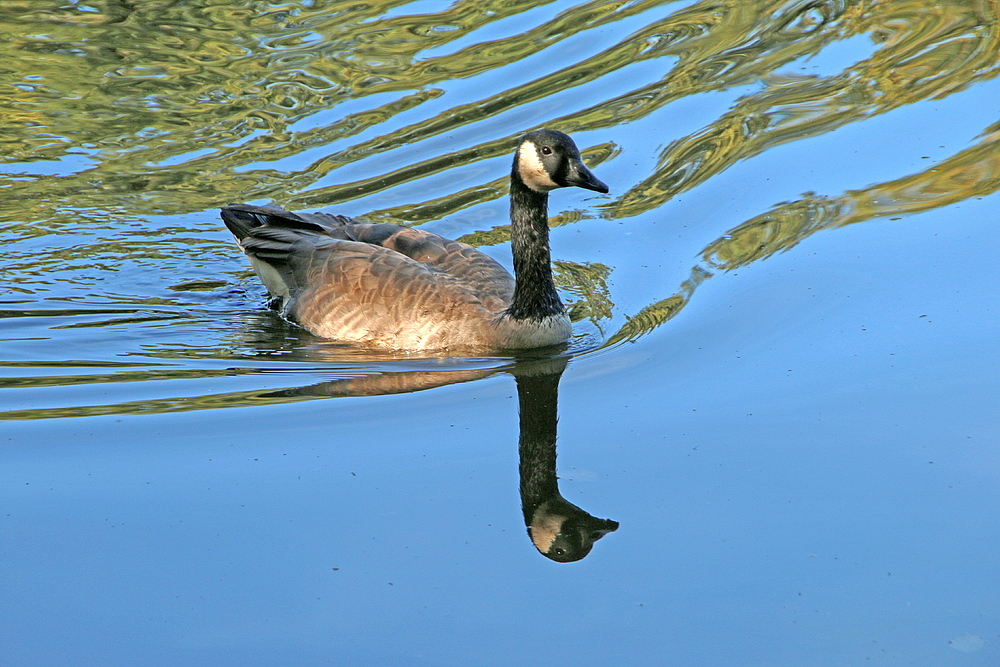 in dem blauen Wasser macht es Spaß