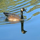 in dem blauen Wasser macht es Spaß