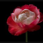 In dem Hitzesommer 2018 brauchten auch Blumen eine zarte Abkühlung  - ( Stacking Bild ) 