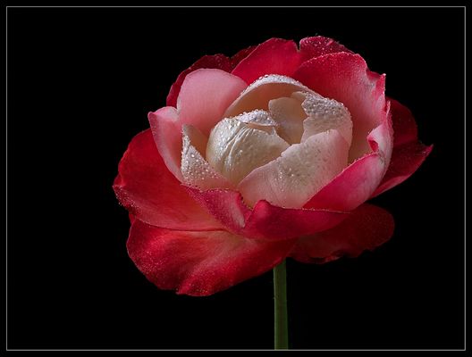 In dem Hitzesommer 2018 brauchten auch Blumen eine zarte Abkühlung  - ( Stacking Bild ) 