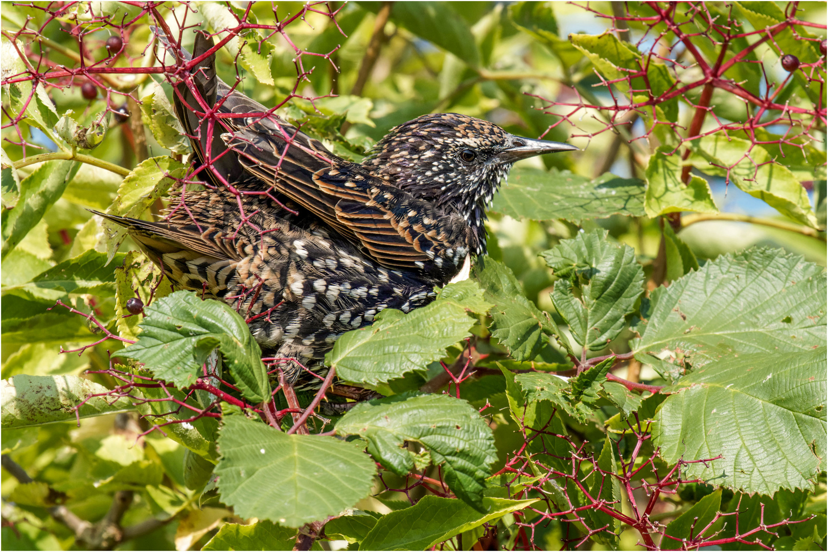 in dem Holunder saß der Starenvogel  .....