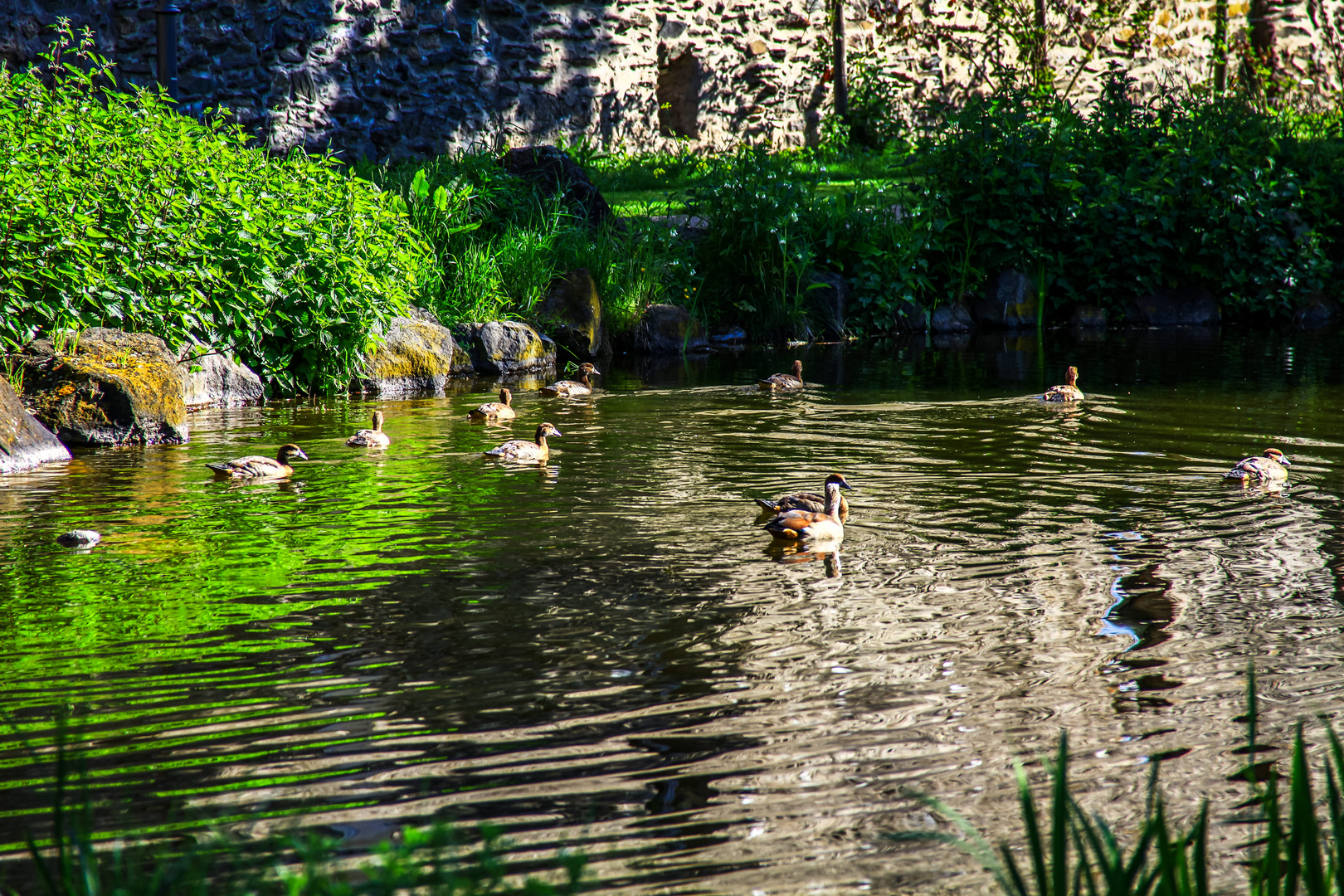 In dem kleinen Teich.....