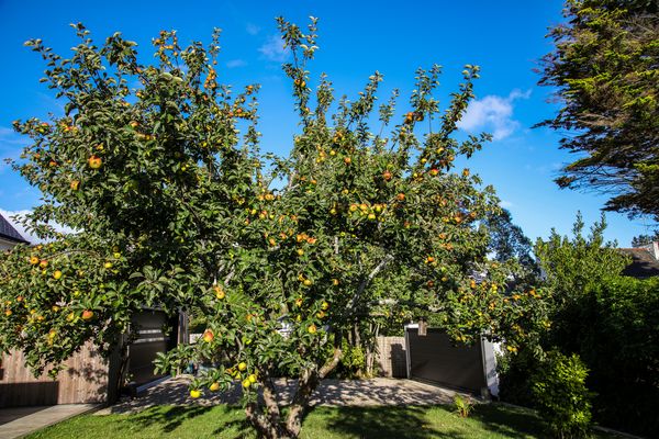 In dem schönen Garten unseres....