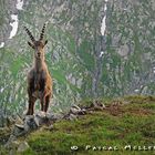 In den Alpen