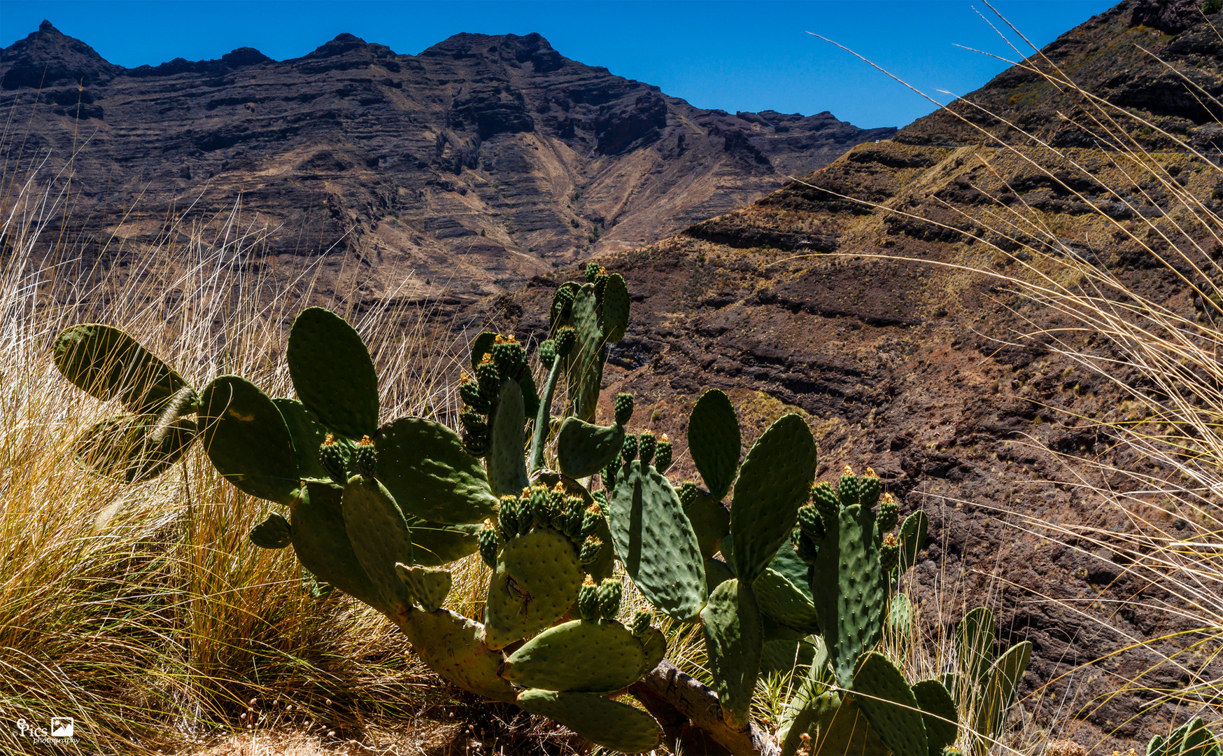 In den Alpen von Gran Canaria - Kanaren652