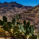 In den Alpen von Gran Canaria - Kanaren652