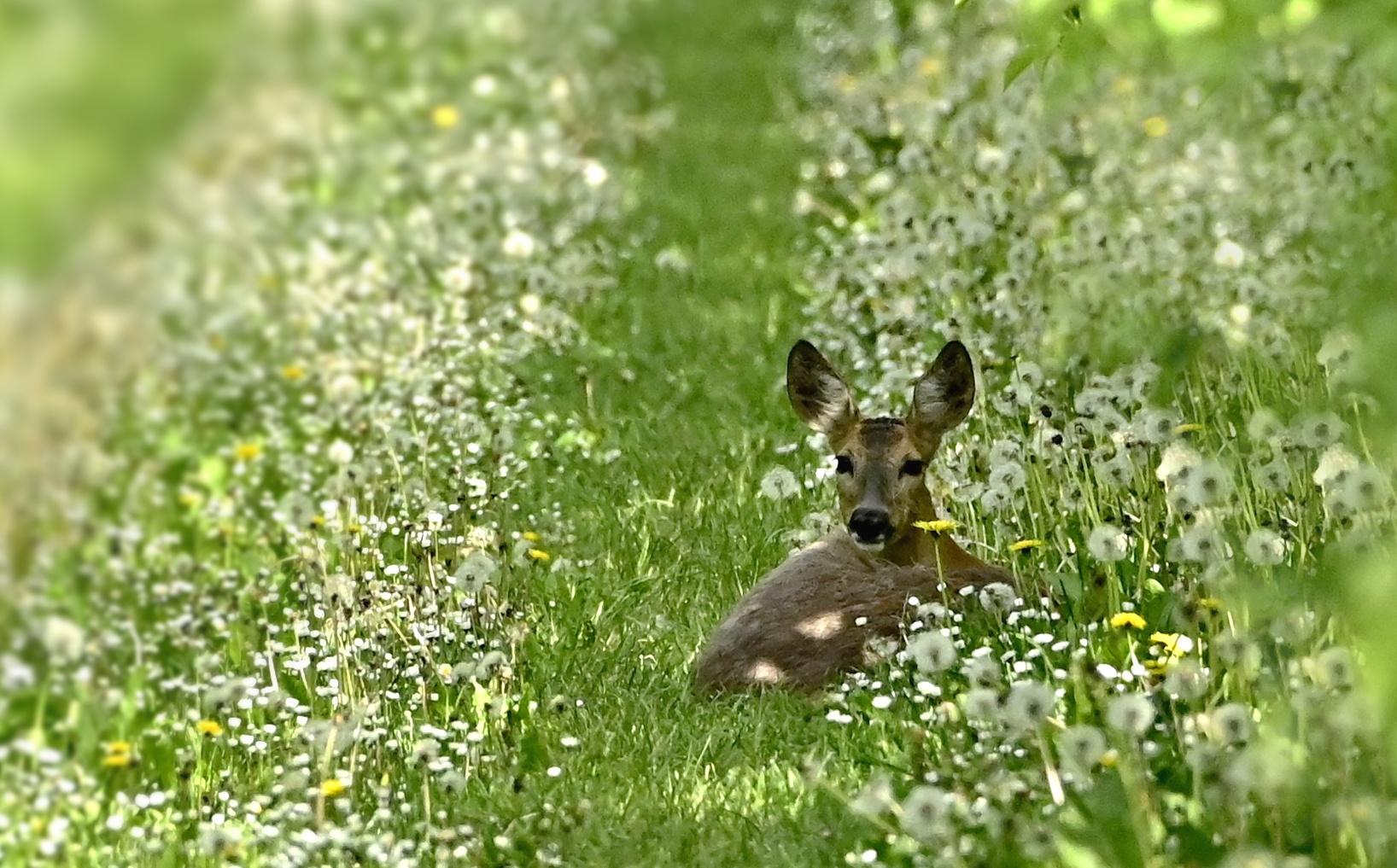 In den Apfelplantagen am Bodensee