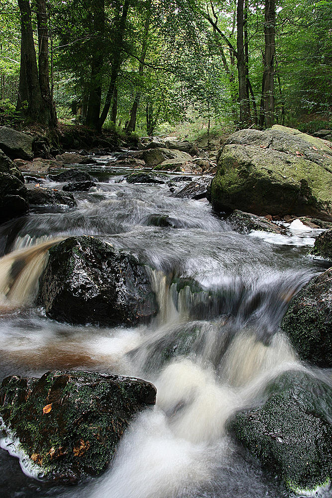 In den Ardennen #2