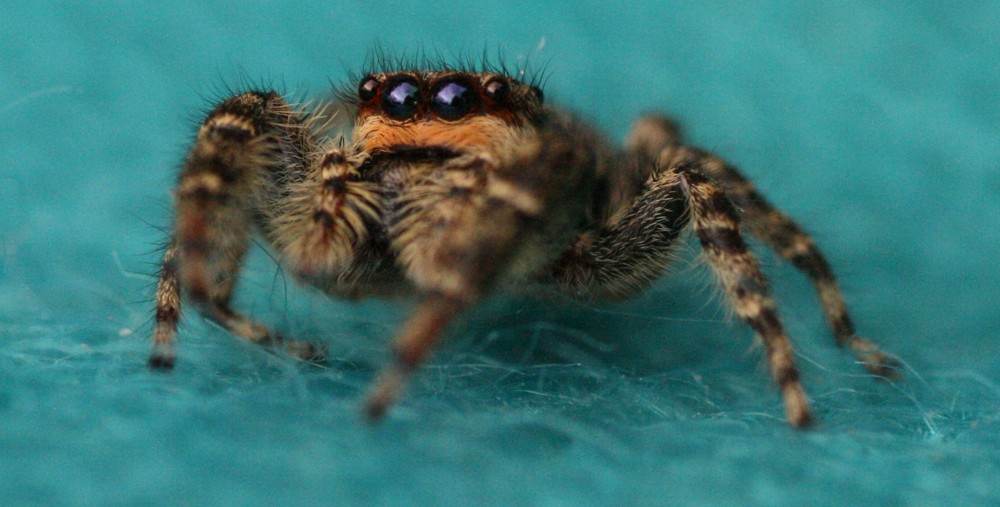 in den Augen der Spinne Foto & Bild tiere, natur Bilder auf