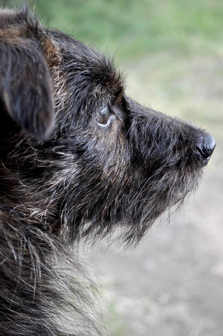 In den Augen eines Hundes, sieht man das Herz schlagen.