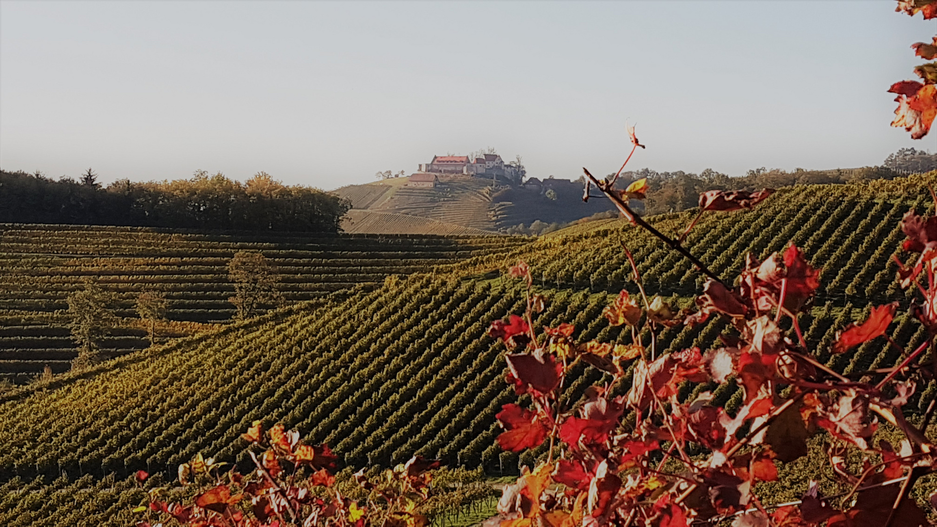 In den badischen Weinbergen