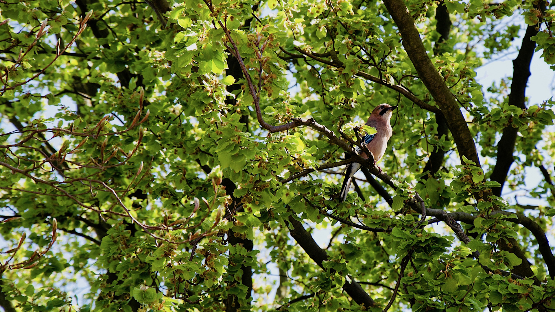 In den Baum geblickt...