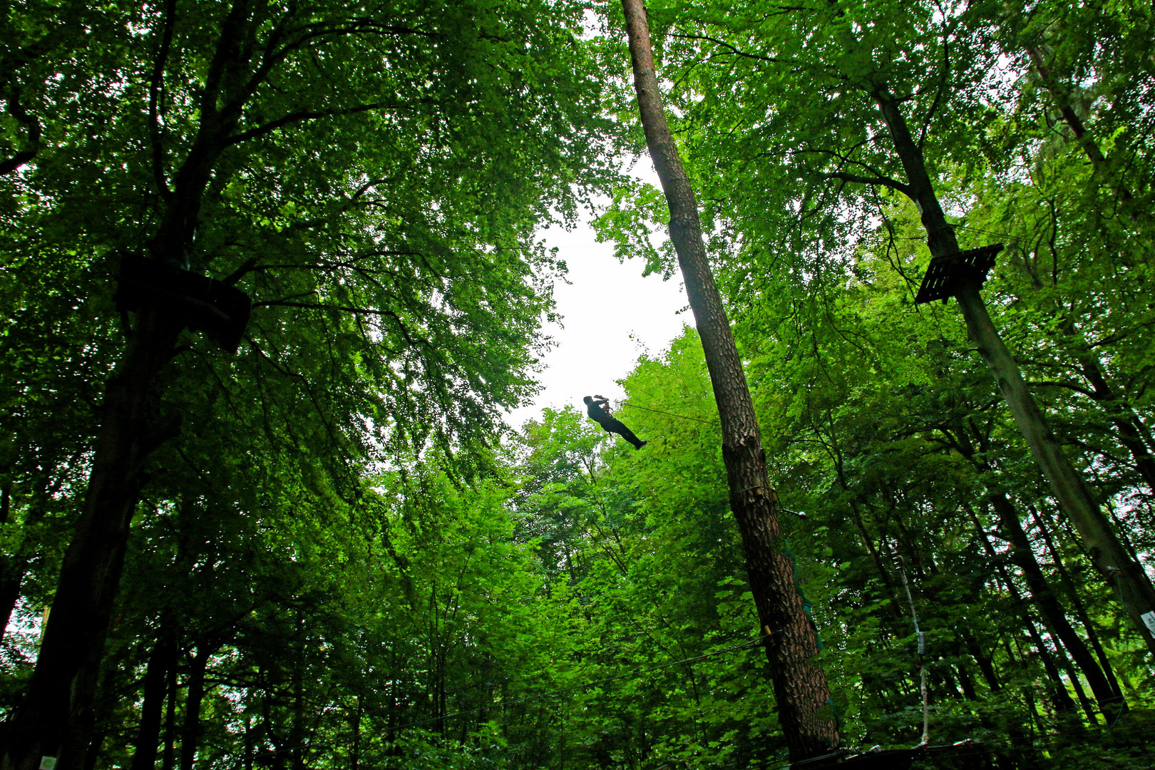 In den Baumwipfeln schweben