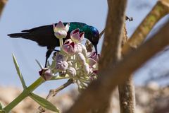 In den Bergen bei Salalah