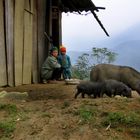 in den Bergen bei SaPa Vietnam