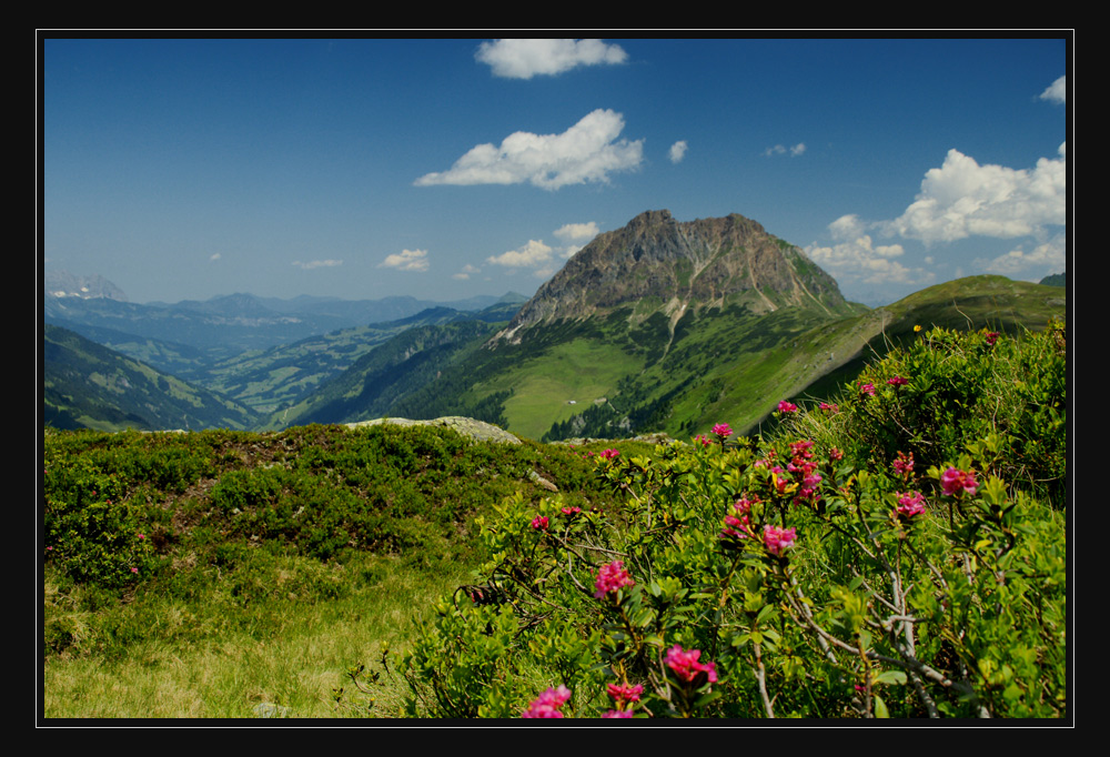 In den Bergen blüht es noch