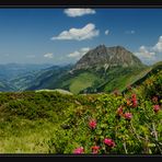 In den Bergen blüht es noch