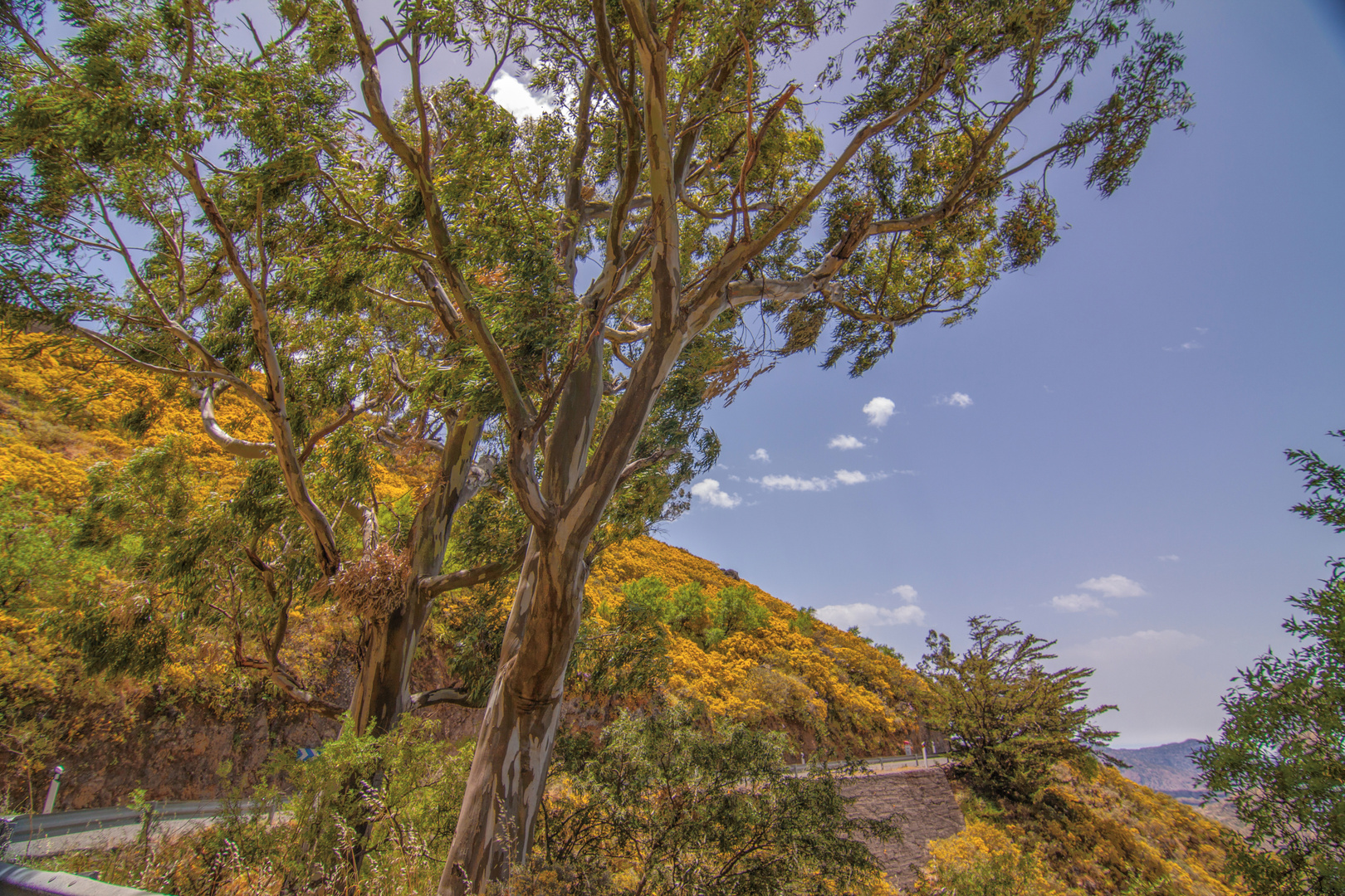 In den Bergen von Gran Canaria 