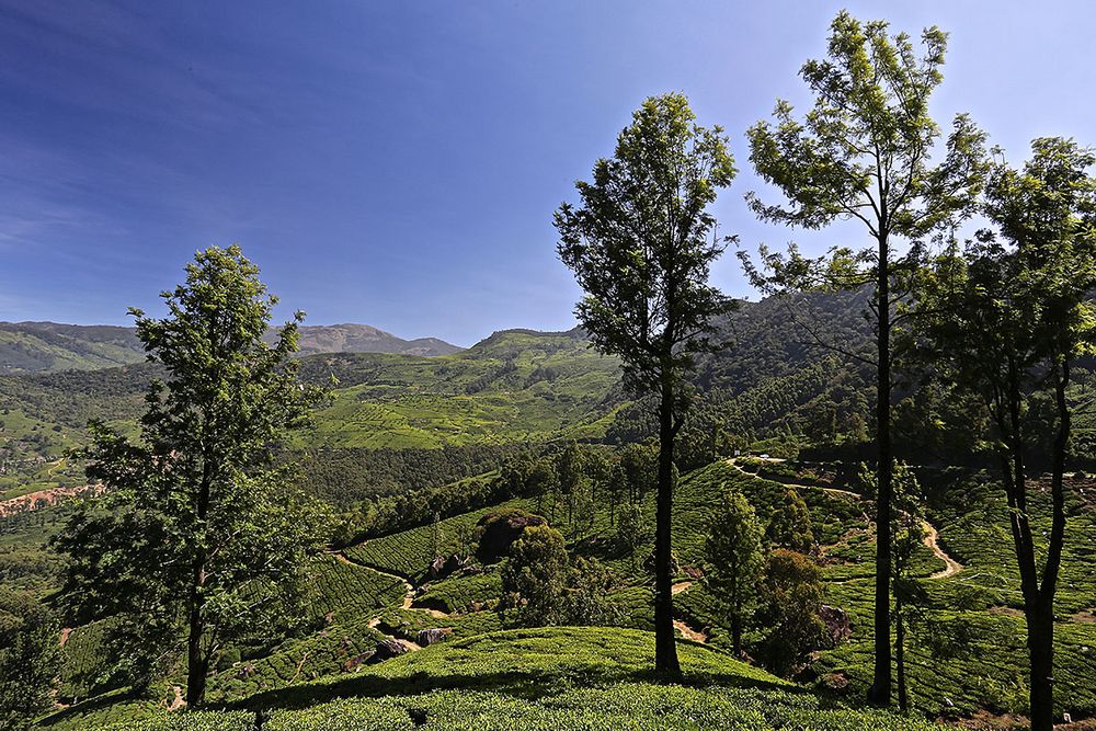 In den Bergen von Munnar, Indien, Kerala, #2