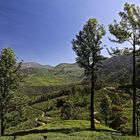 In den Bergen von Munnar, Indien, Kerala, #2