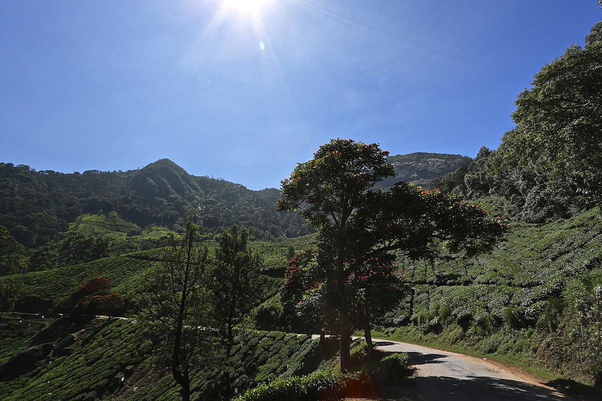 In den Bergen von Munnar, Indien, Kerala