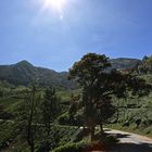 In den Bergen von Munnar, Indien, Kerala