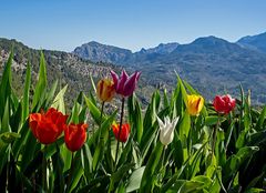 In den Bergen von Soller