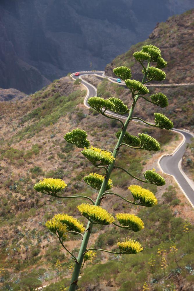 In den Bergen von Teneriffa