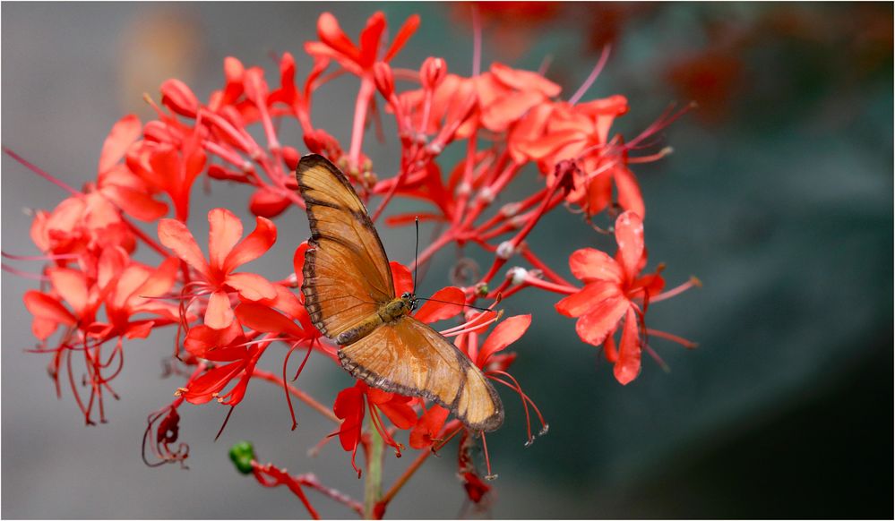 in den Blüten versteckt 