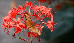 in den Blüten versteckt 