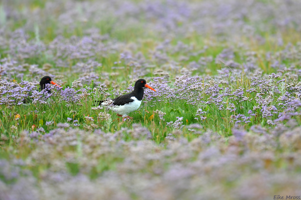 In den Blumen