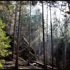 in den Böhmischen Wäldern
