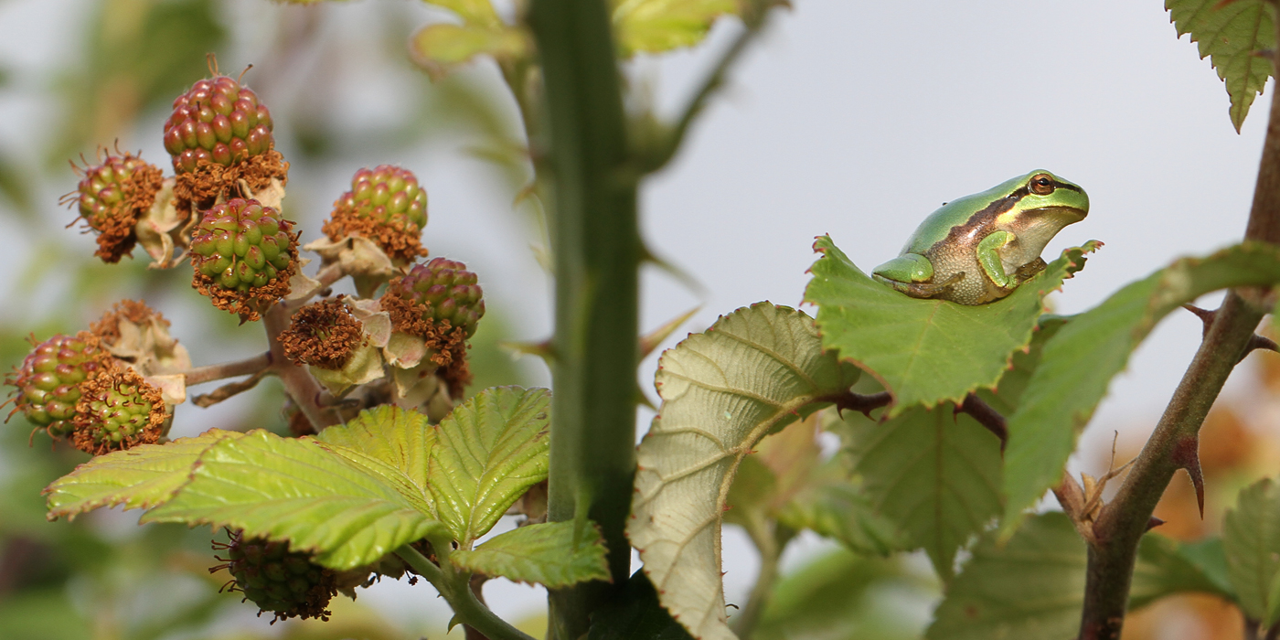 in den Brombeeren