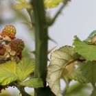 in den Brombeeren