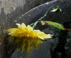 "in den Brunnen gefallen"