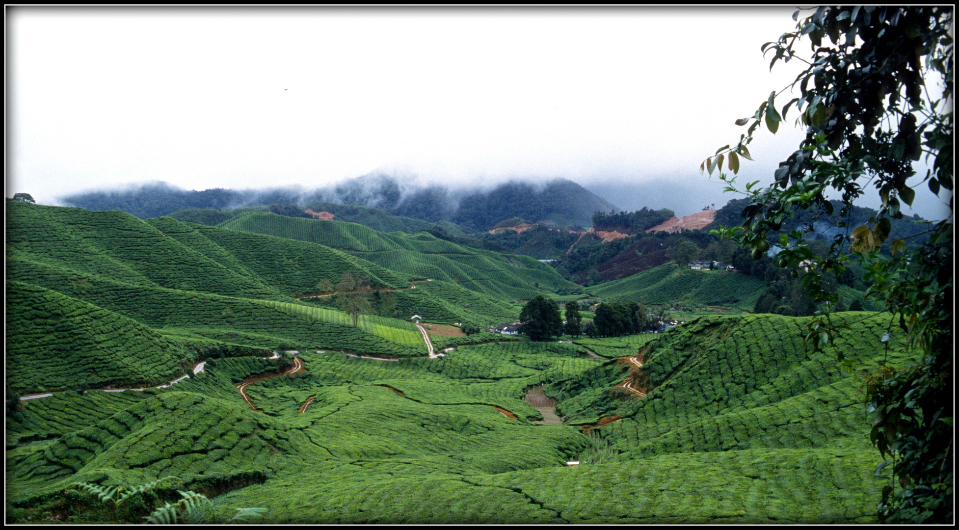 in den Cameron Highlands