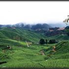 in den Cameron Highlands