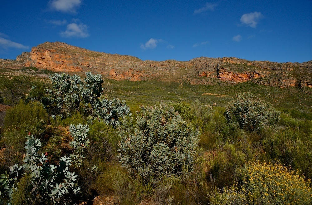 In den Cederberg Mountains (15)