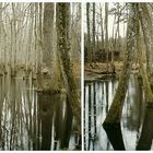 In den Cypress - Swamps von Honey-Island / Louisiana