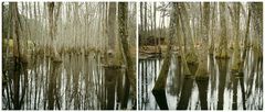 In den Cypress - Swamps von Honey-Island / Louisiana