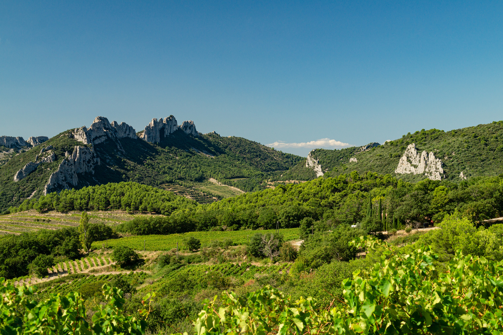 In den "Dentelles de Montmirail"-01