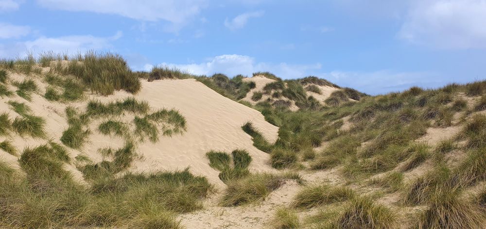 In den Dünen... (3)