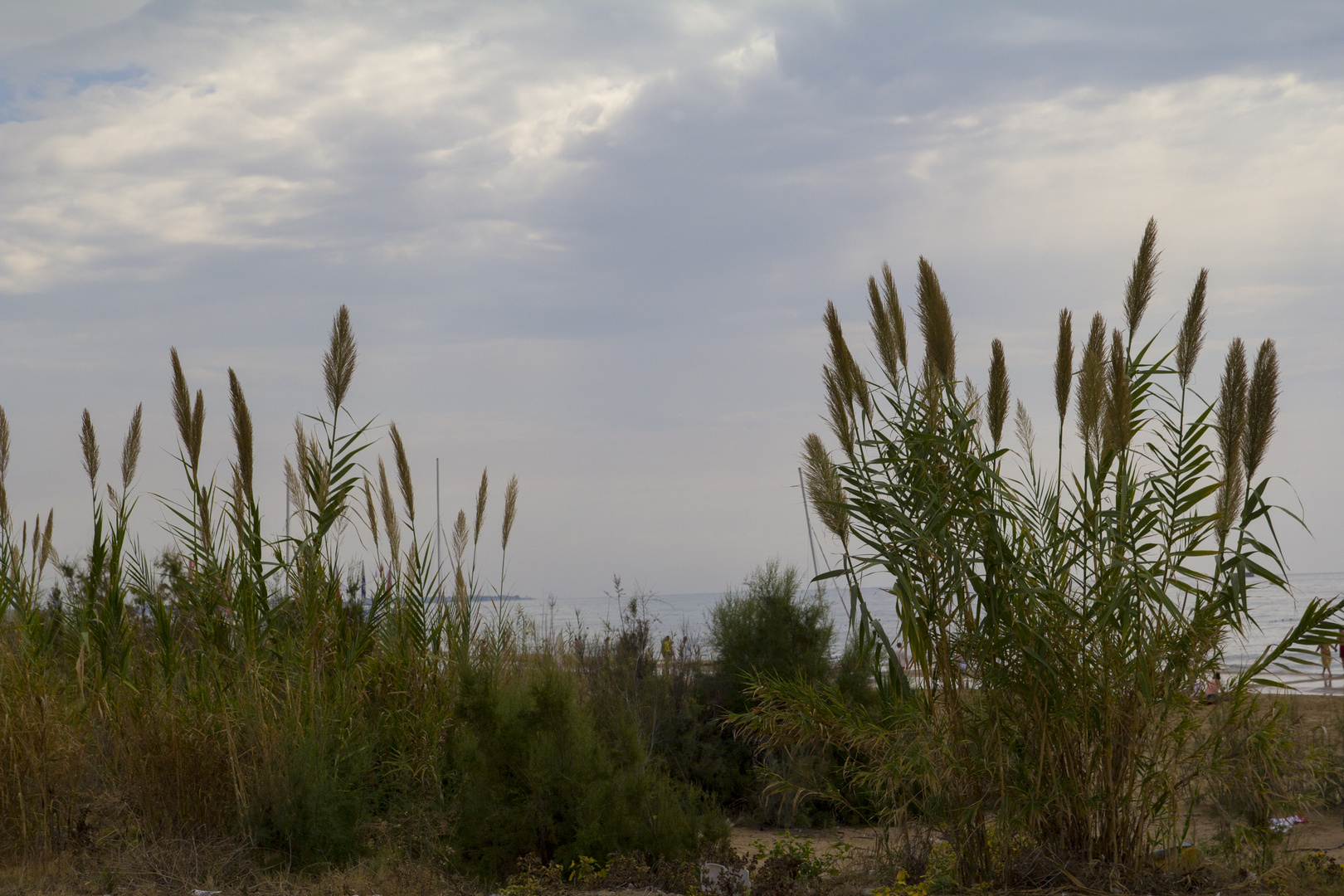 in den Dünen