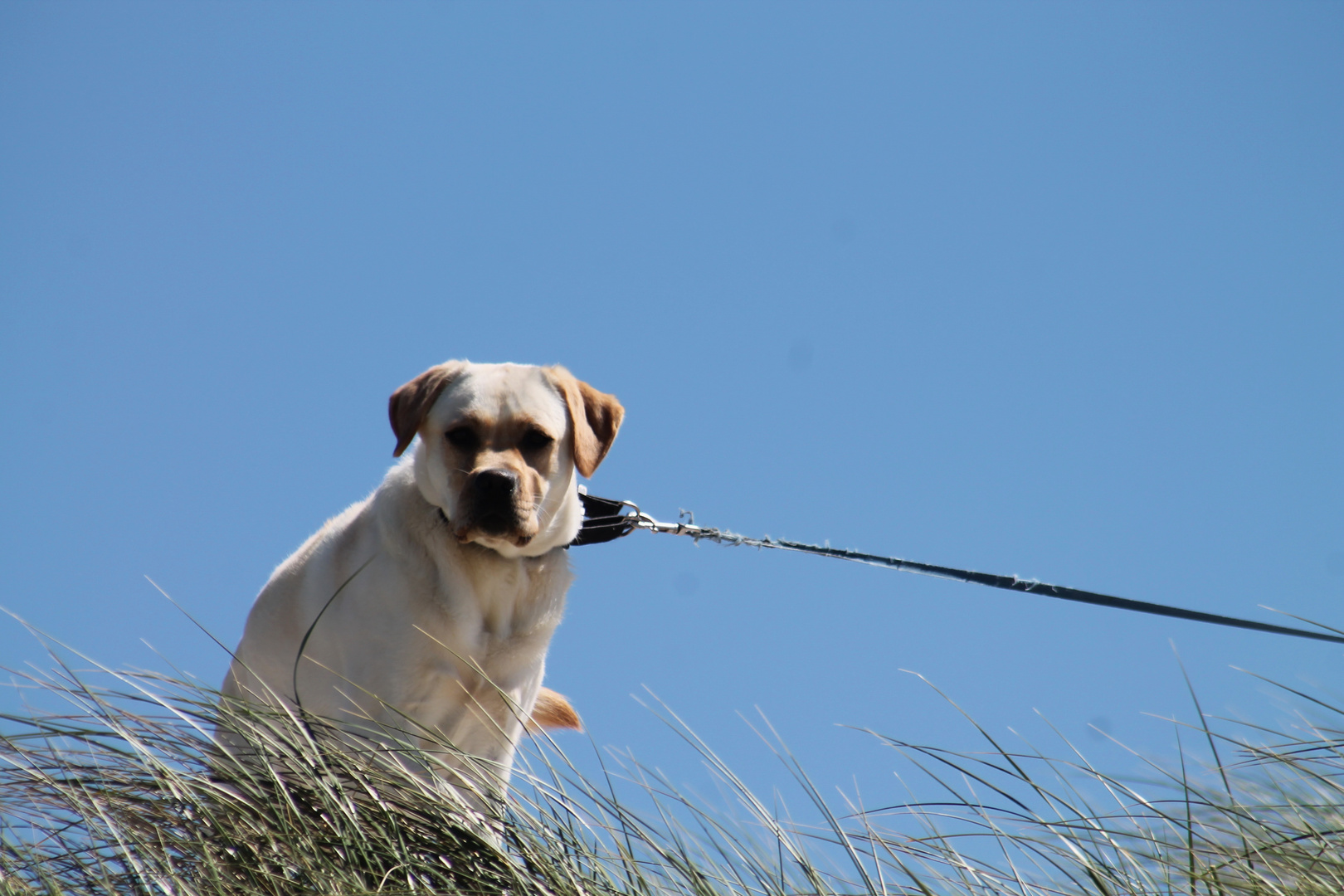 In den Dünen