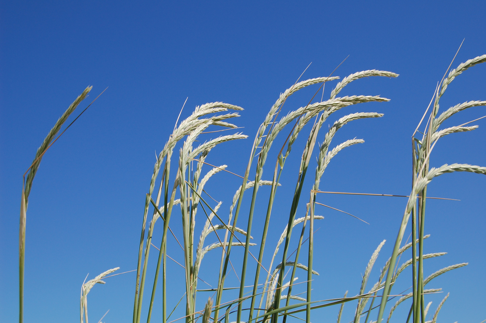 in den Dünen