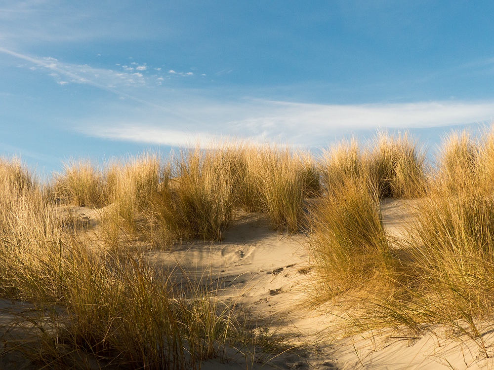 In den Dünen