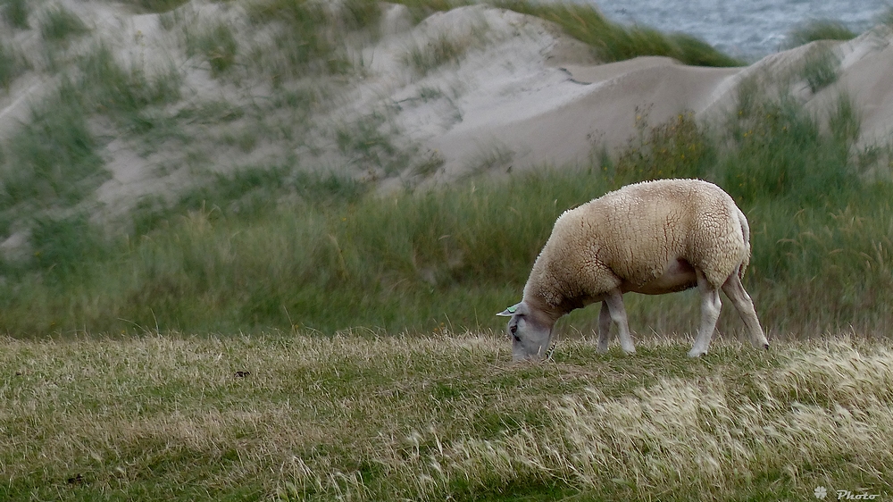 In den Dünen