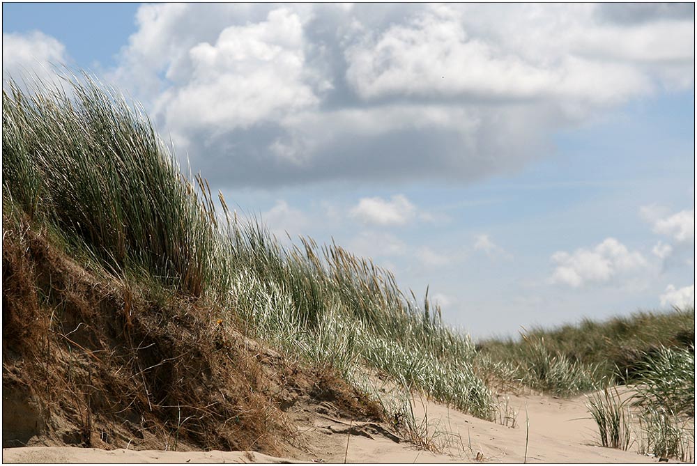 - in den dünen -