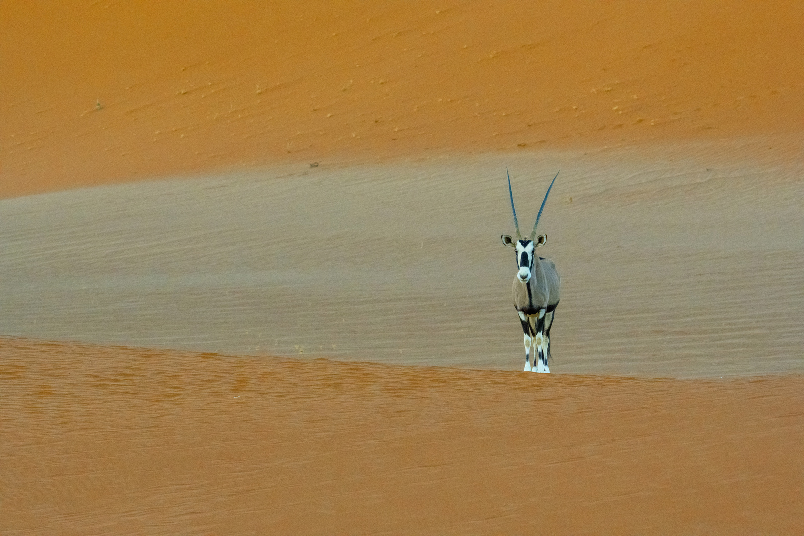 In den Dünen am Sossusvlei - Oryxe als morgendliche Begleiter